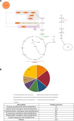 Comprehensive genome-scale metabolic model of the human pathogen Cryptococcus neoformans: A platform for understanding pathogen metabolism and identifying new drug targets